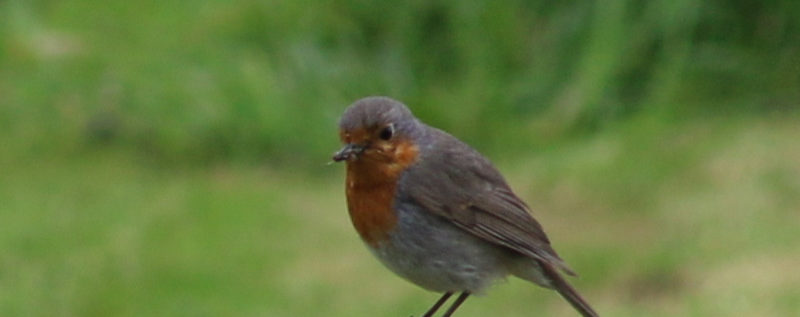 Rouge-gorge photographié à Picauville